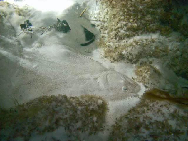 flounder2.jpg