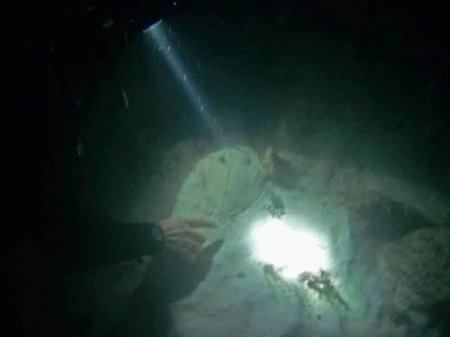 pointingdiver.jpg
