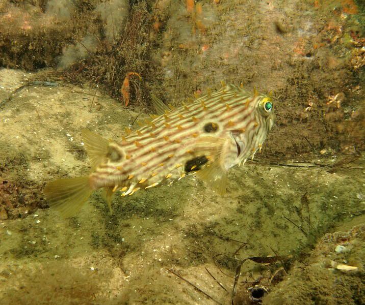 pufferfish-1.jpg