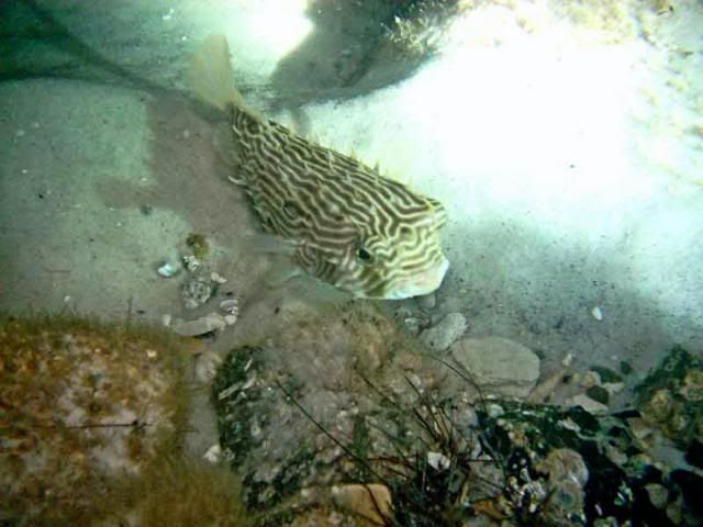 pufferfish.jpg