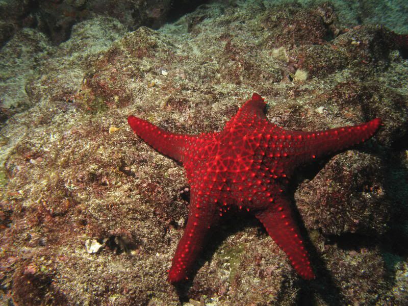 redstarfish.jpg