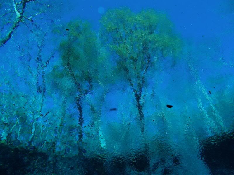 treeshadow2.jpg