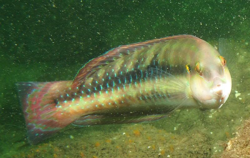 wrasse-2.jpg