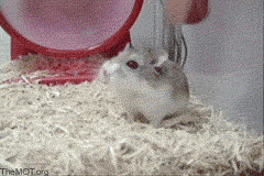Hamster.gif hamster rush image by lord_zarr