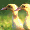 zvierat.gif zvierat.gif