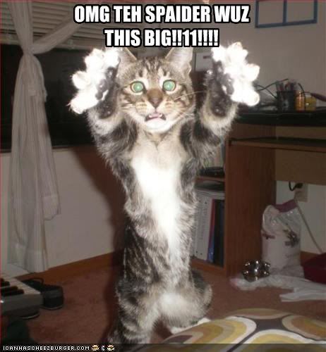 Spidercat.jpg picture by patsydecline007