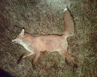 Confox1dog130.jpg