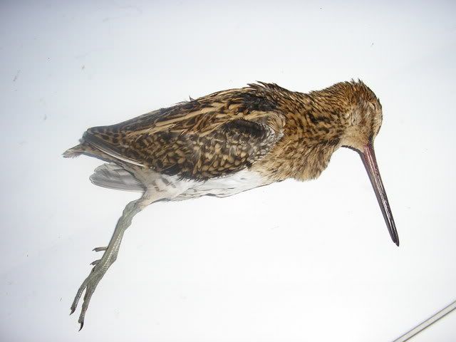 snipe001.jpg