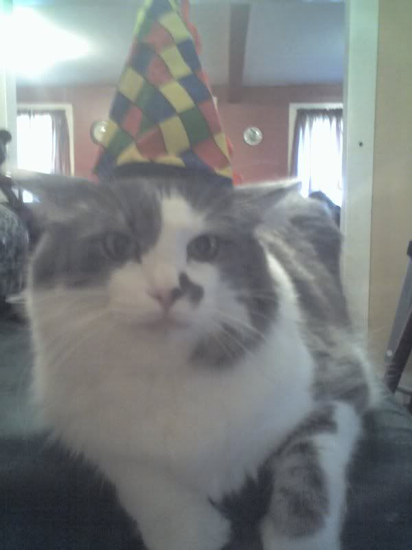 Party Cat