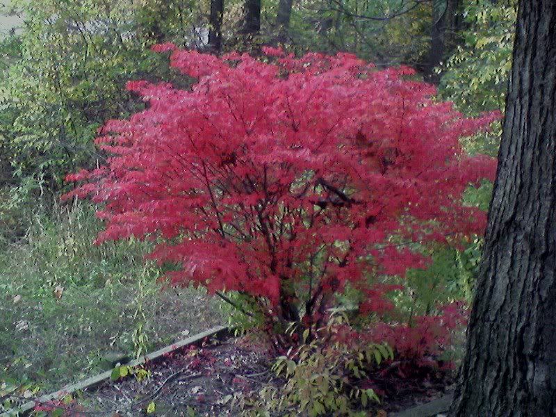 burning bush at the park