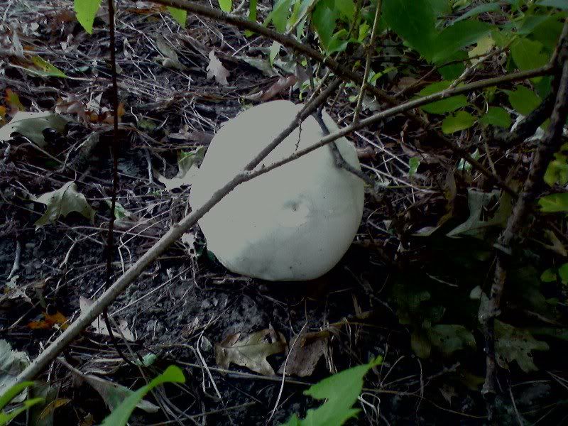Giant  Fungus Ball