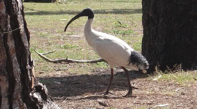 Ibis