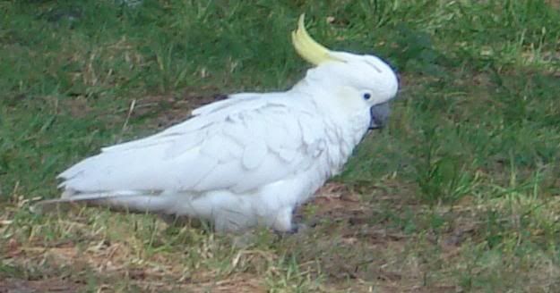 Cockatoo in the park