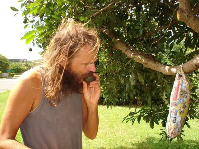 Eating an Avo from the tree.