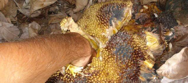 my hand entrenched in a fallen jackfruit.. trust me, it was very very delicious!