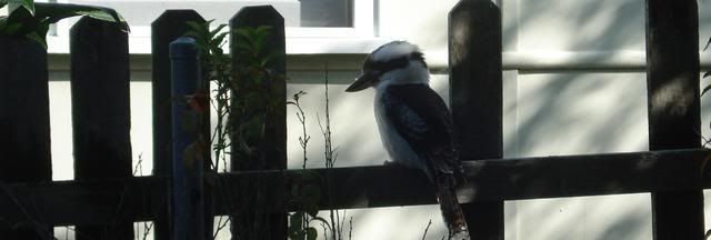Kookaburra sitting on the fence