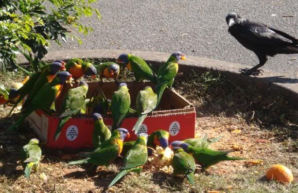 Rainbow Lorakeets feating on fruit