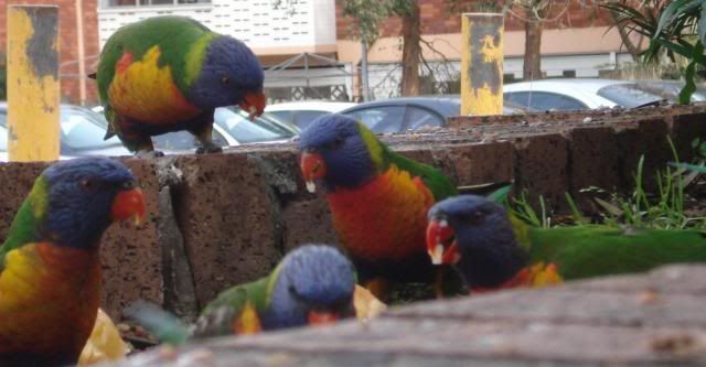 Local fruitarian Fauna - Rainbow Lorakeet