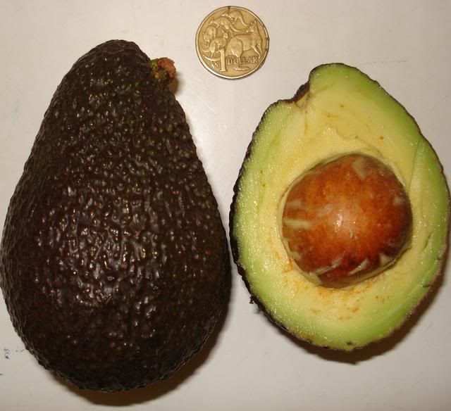 Avocado