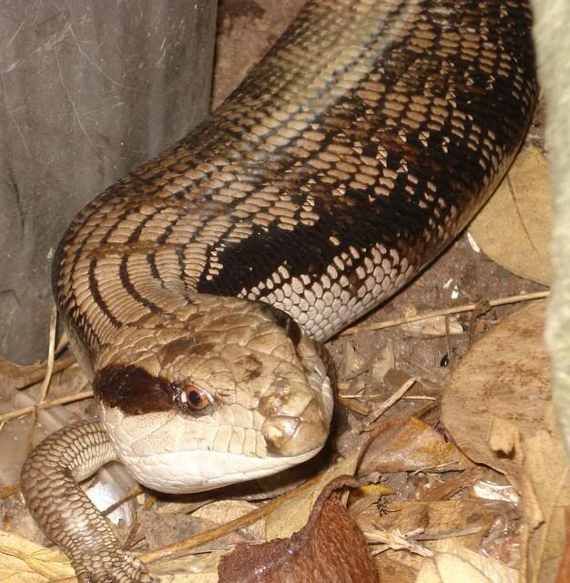 blue tongued lizard in the garden