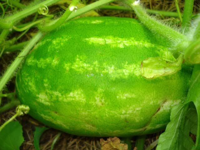 Watermelon growing in the garden