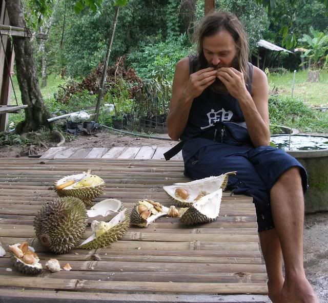 Me enjoying ancient varieties of durian in the durian orchard..
