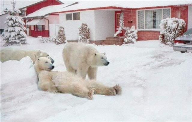 Polar Bears Making themselves at home