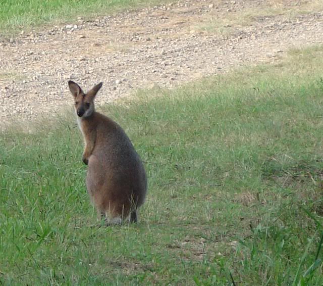 Kangaroo in the early morning..