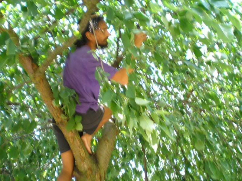 Jamshed climbing a fruit tree jamshed up a tree