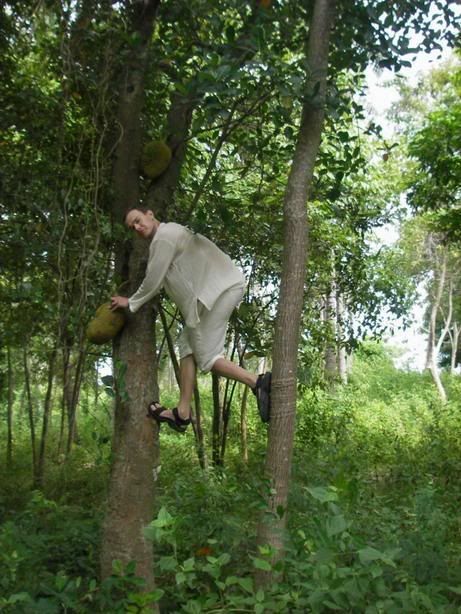 Neo climbing a jackfruit tree