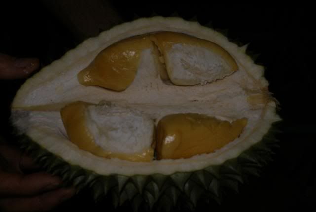 orange fleshed durian
