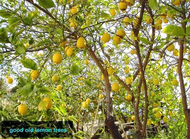 lemon tree