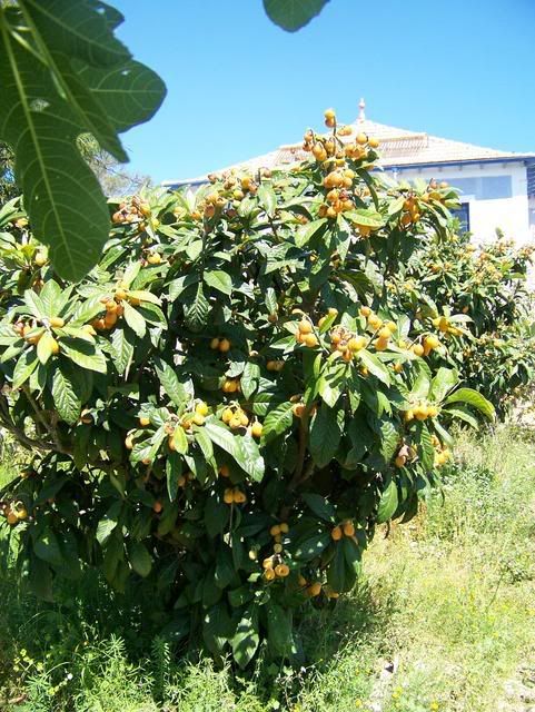 Loquat tree in Rudolfs garden.