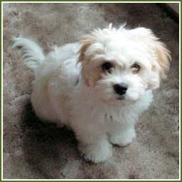 Cavachon Cavachon breet