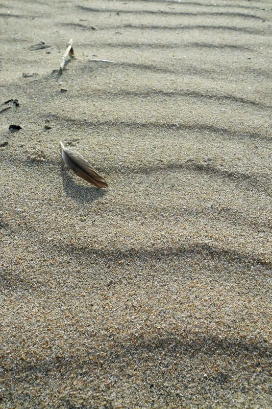 Feather in the sand