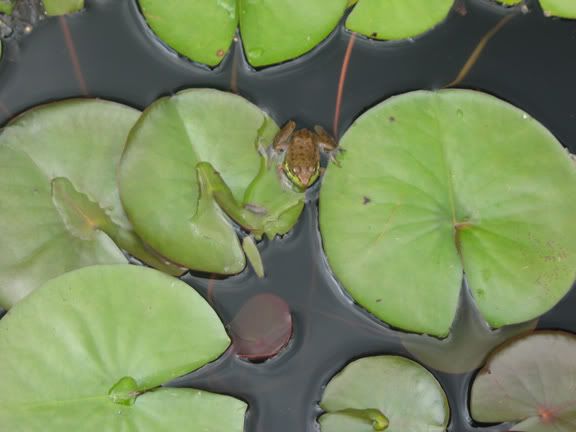 Frog.jpg