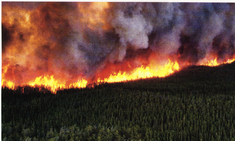  photo Ontario-Forest-Fires.gif