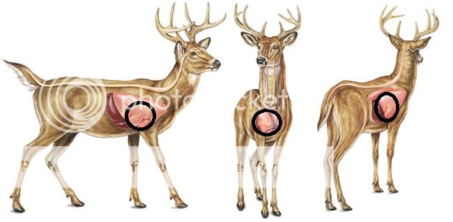 Deer Vitals Chart
