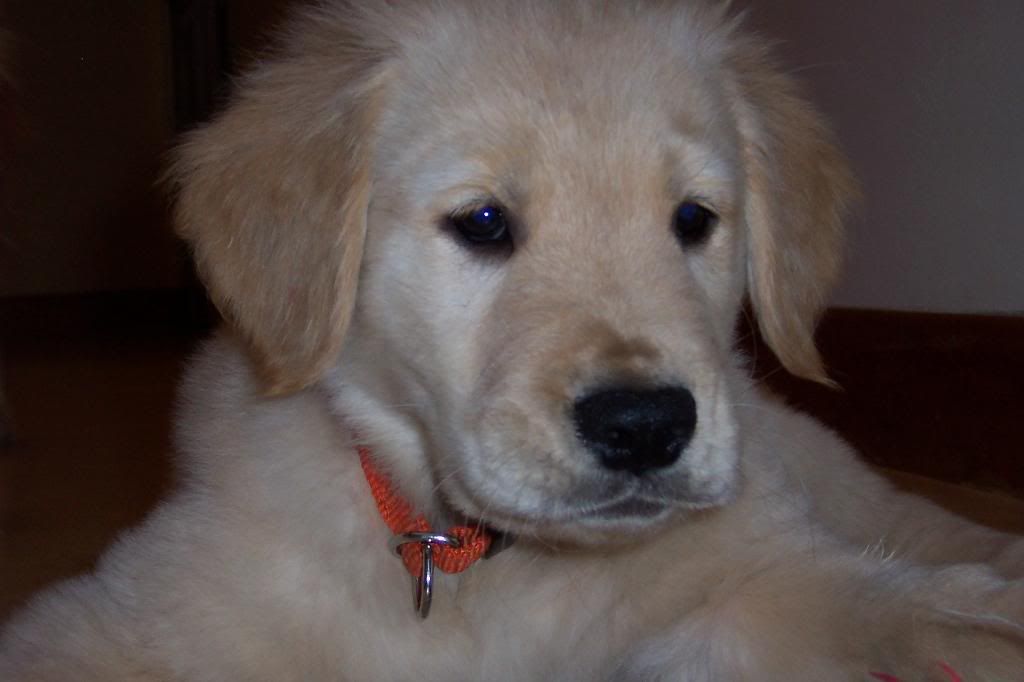 Trace Puppy Pictures (photo heavy) | Golden Retriever Dog Forums