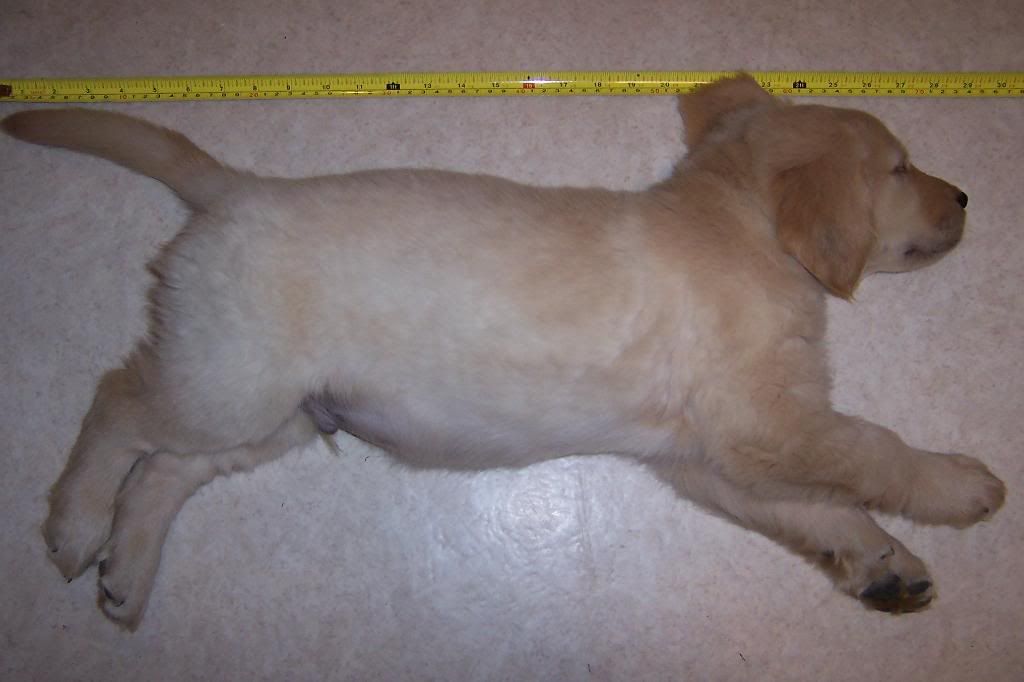 Trace Puppy Pictures (photo heavy) | Golden Retriever Dog Forums