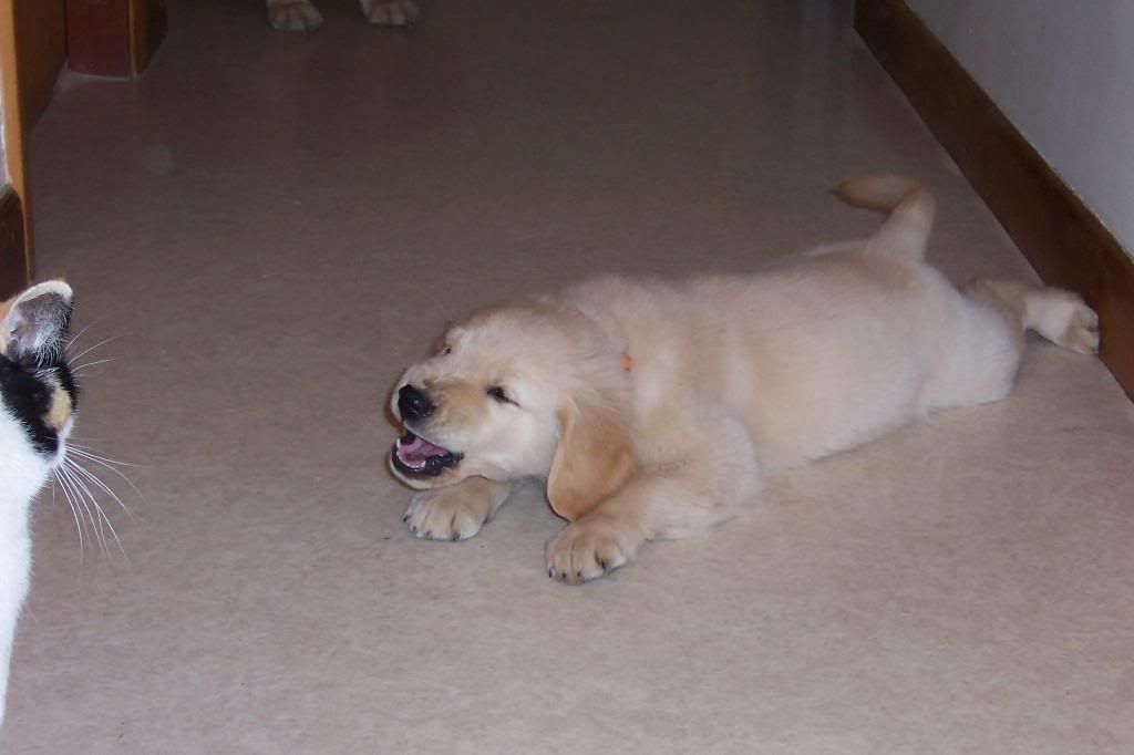 Trace Puppy Pictures (photo heavy) | Golden Retriever Dog Forums